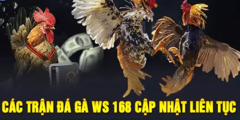 Đá gà Ws168 OK365 | Trải nghiệm đá gà trực tuyến chân thực 4 đá gà Ws 365 tại OK365